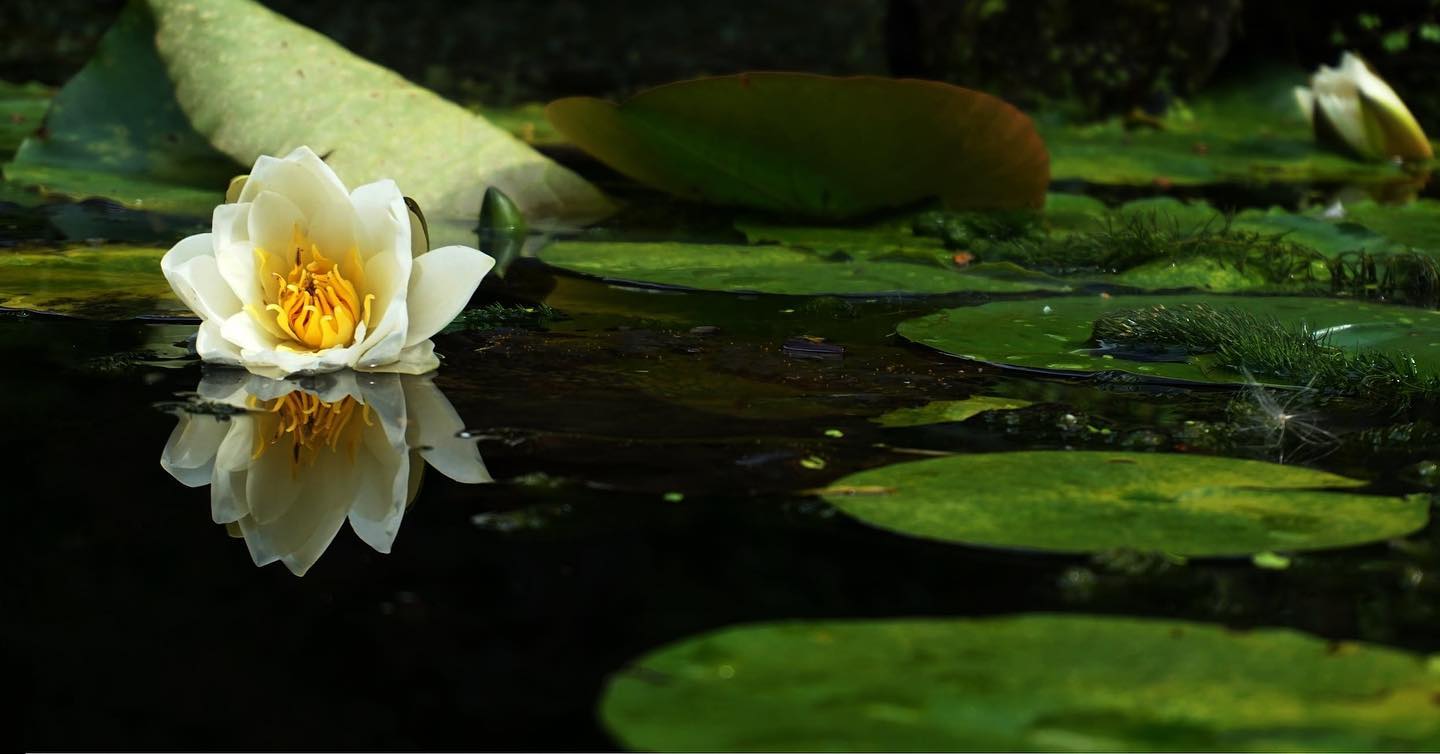 Photo by Suzy Hazelwood Norwich, United Kingdom