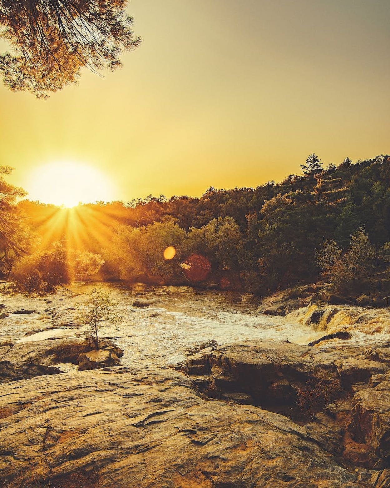 Sunray Through Trees by Todd Trapani