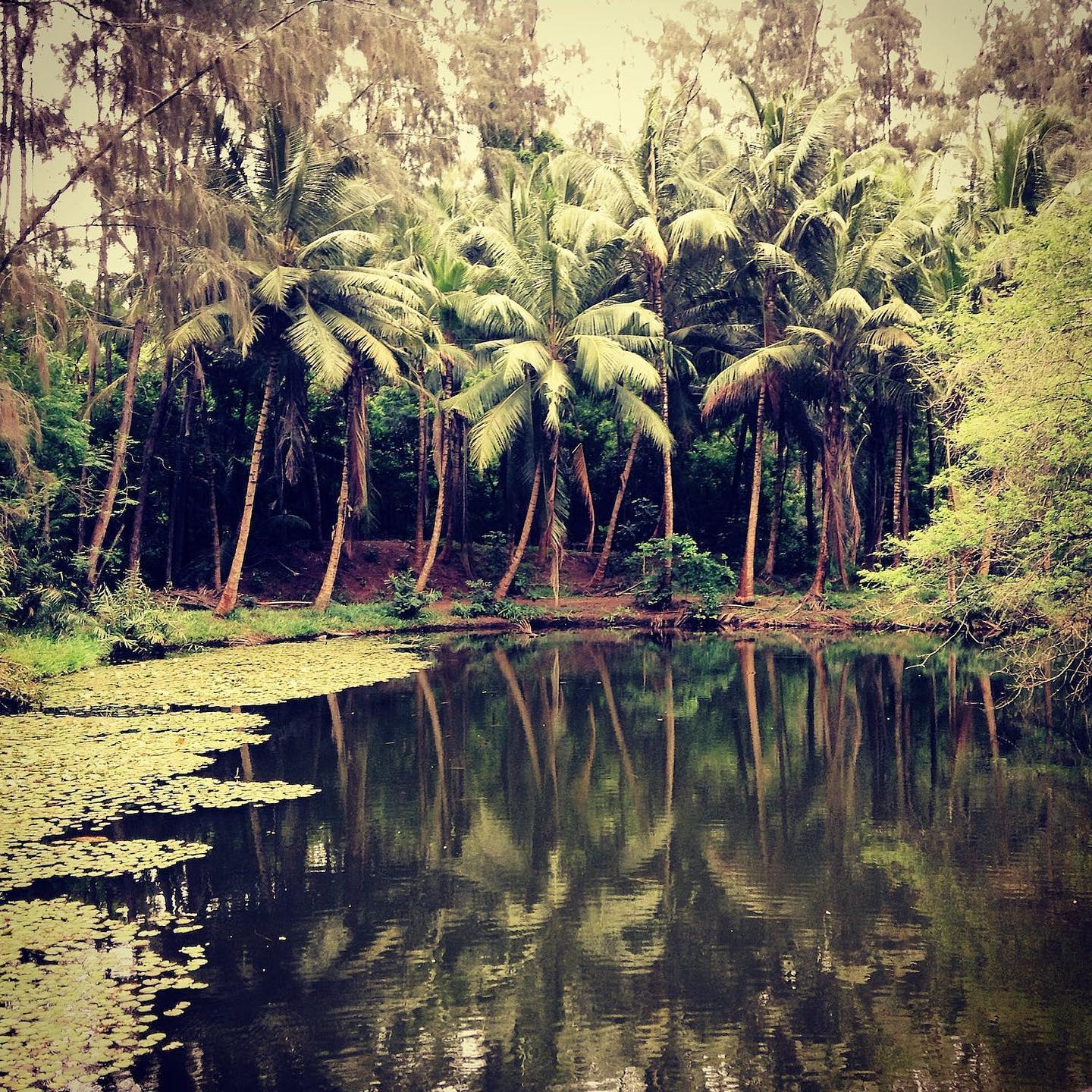 Green Trees Near Body of Water during Daytime by Karan Varsani