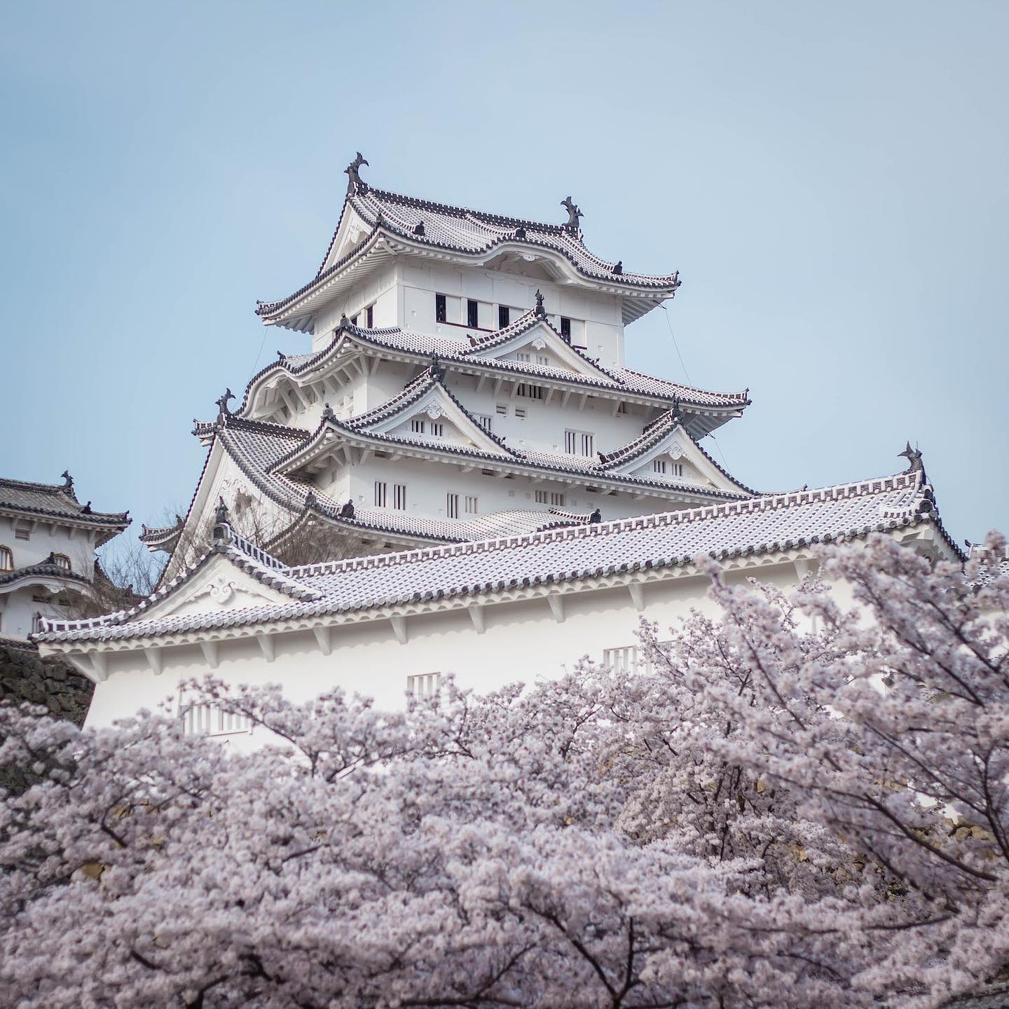 Himeji Castle Behind White Cherry Blossoms by Nien Tran Dinh