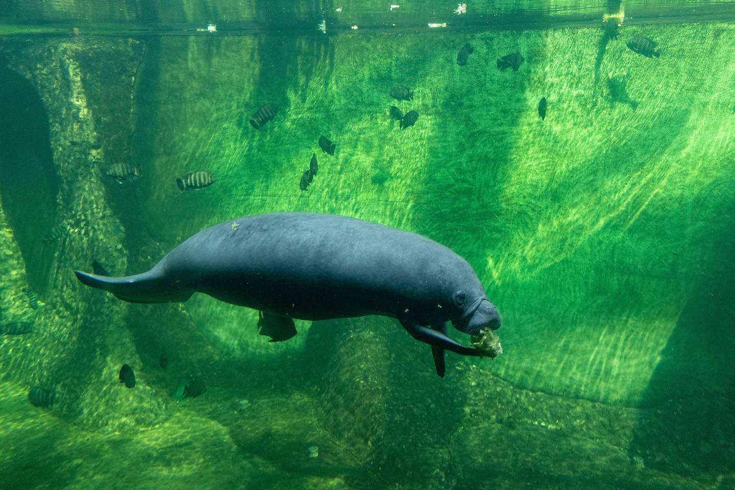 Manatee in the Zoo Aquarium by Jakub Pabis