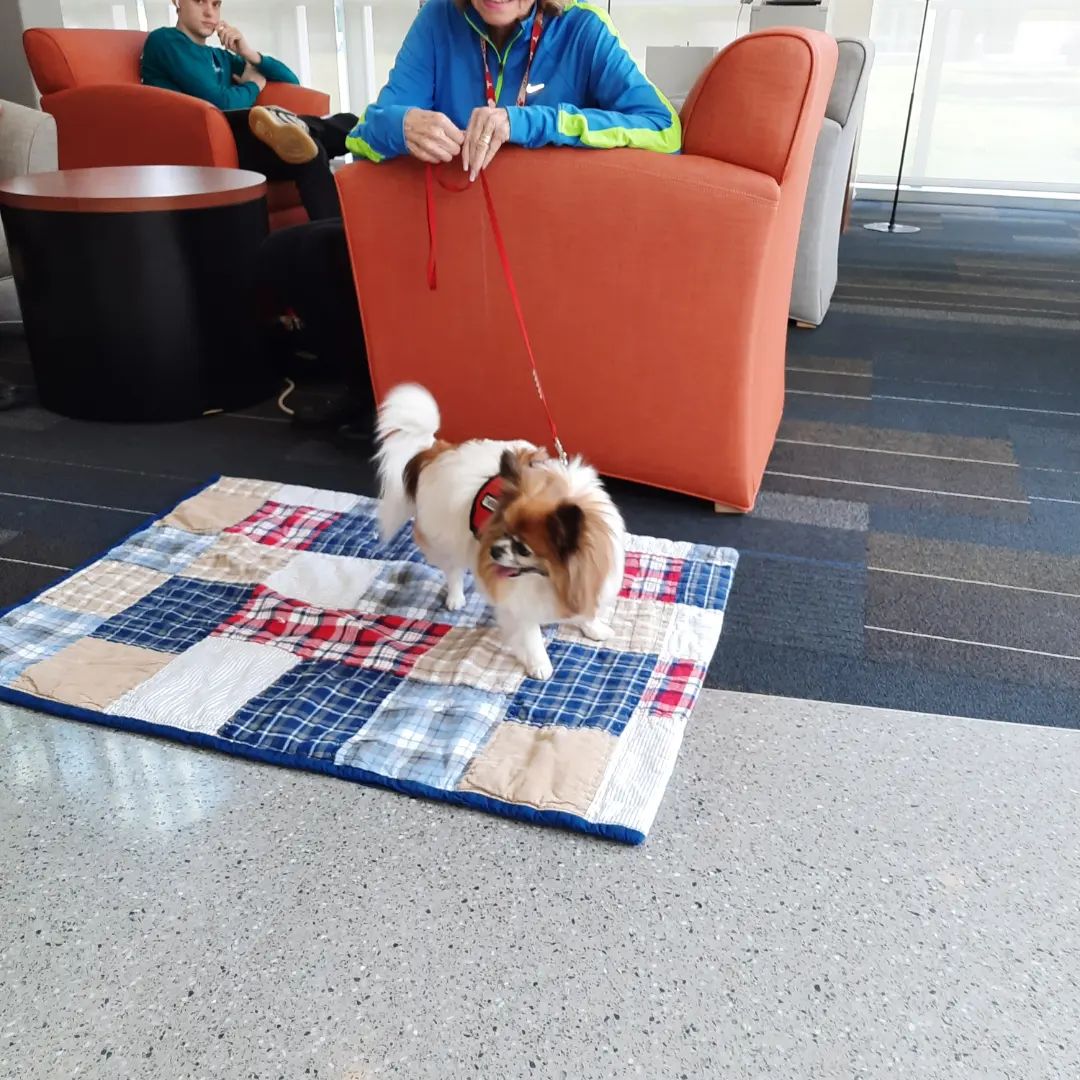 Therapy dogs on the Fredericksburg Campus of Germanna