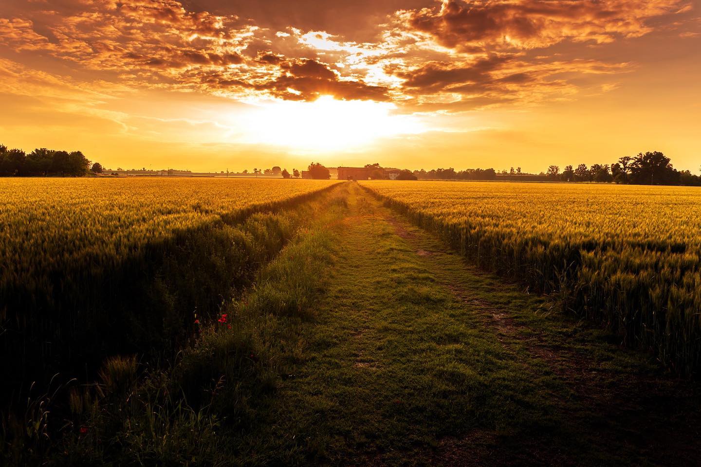 Grass Field Pathway by Vincenzo Malagoli