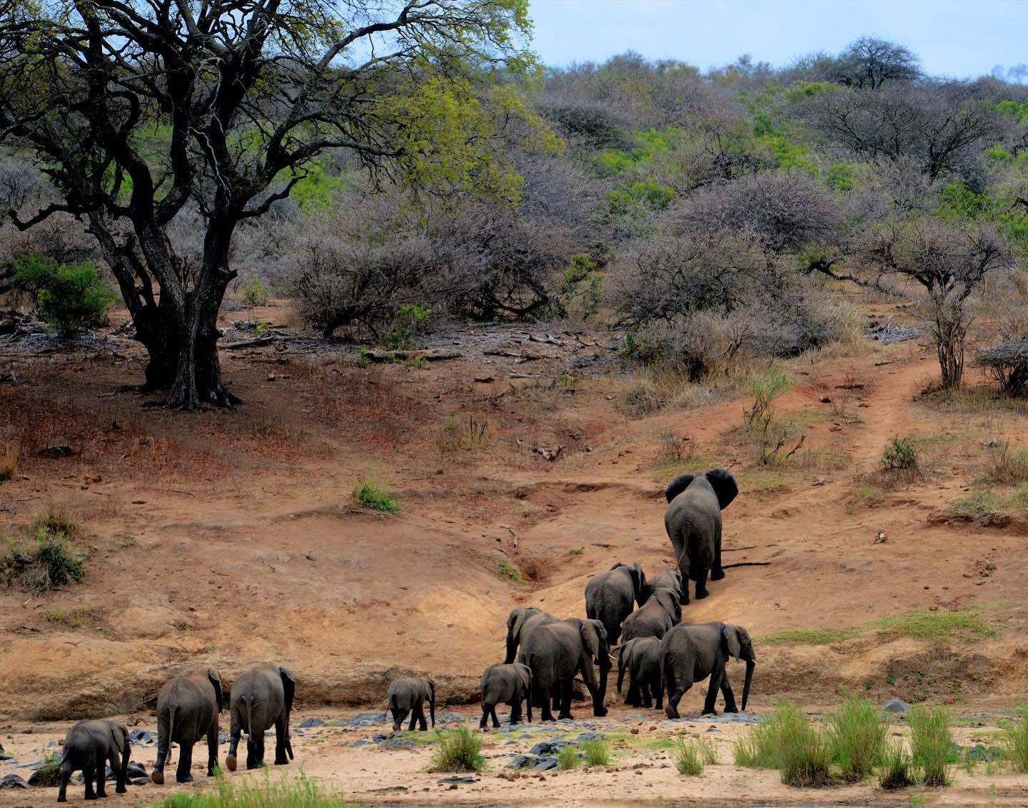 Kruger Park, MP, South AfricaElephants on Brown Mountain by Frans van Heerden