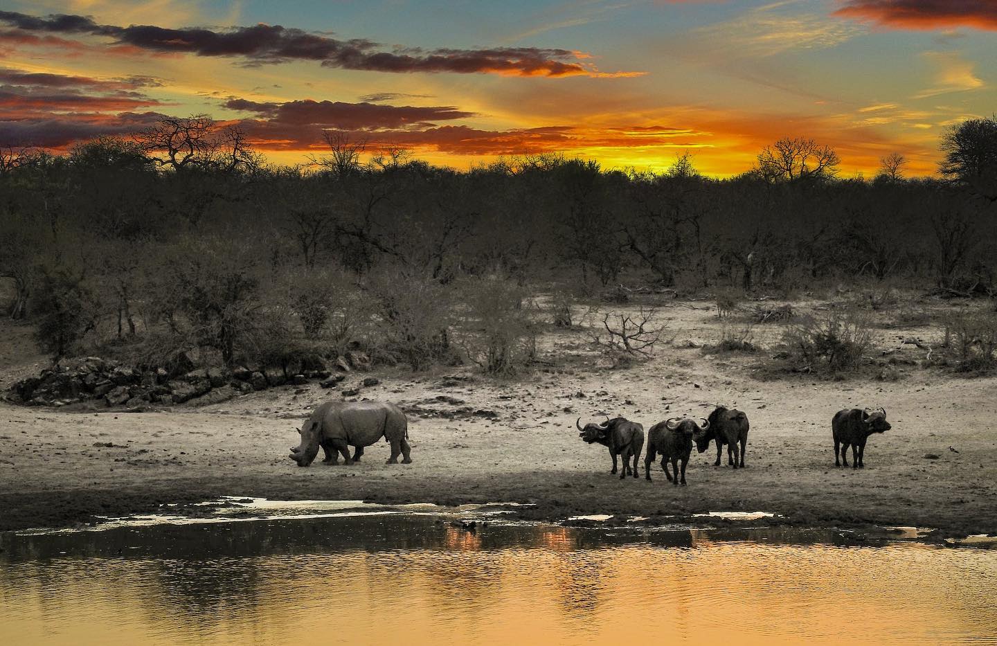 Kruger Park, MP, South AfricaRhino Beside Body of Water by Frans van Heerden