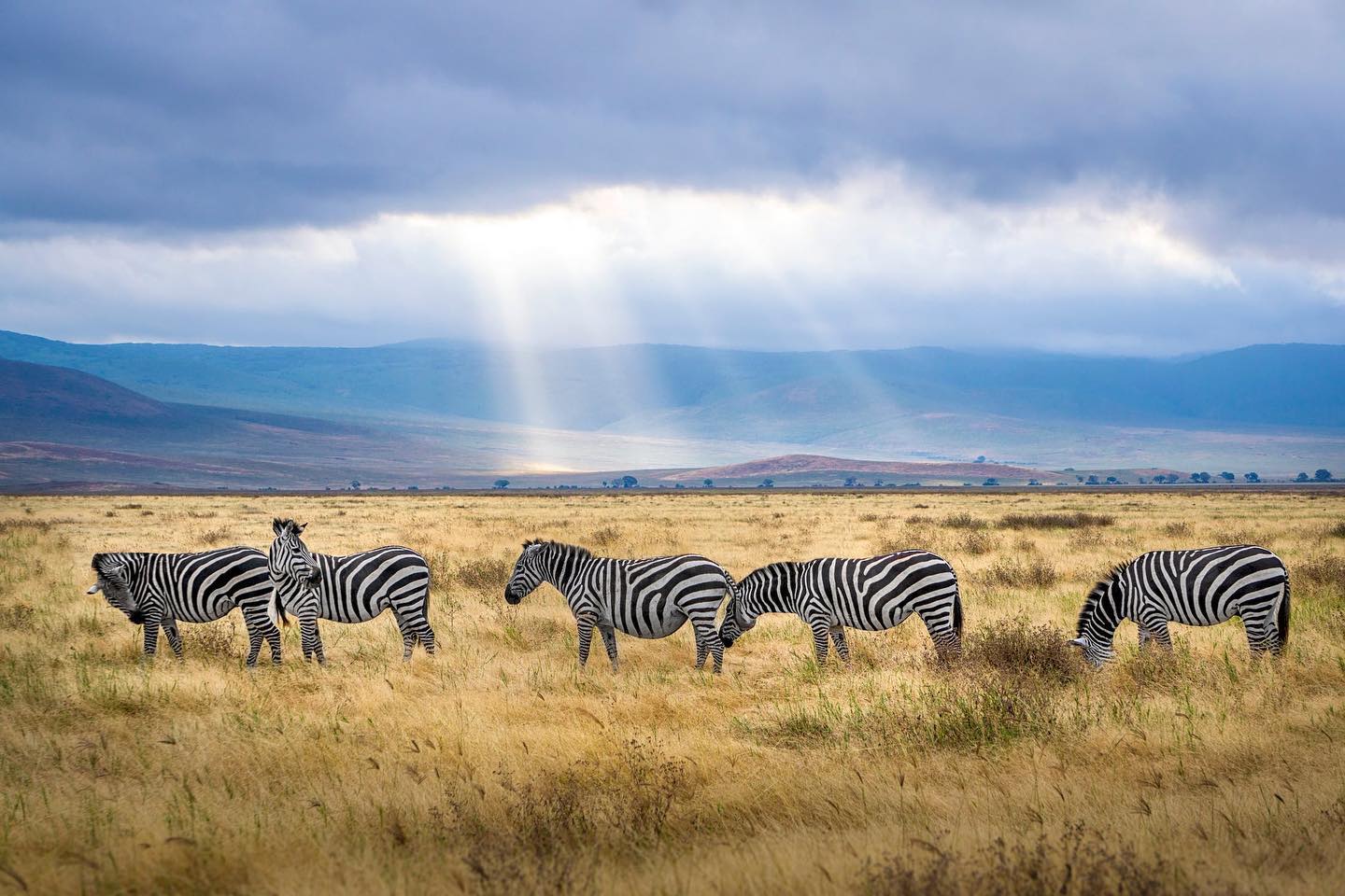 Arusha Region, TanzaniaFive Zebra Grazing on Grass Field by Hendrik Cornelissen