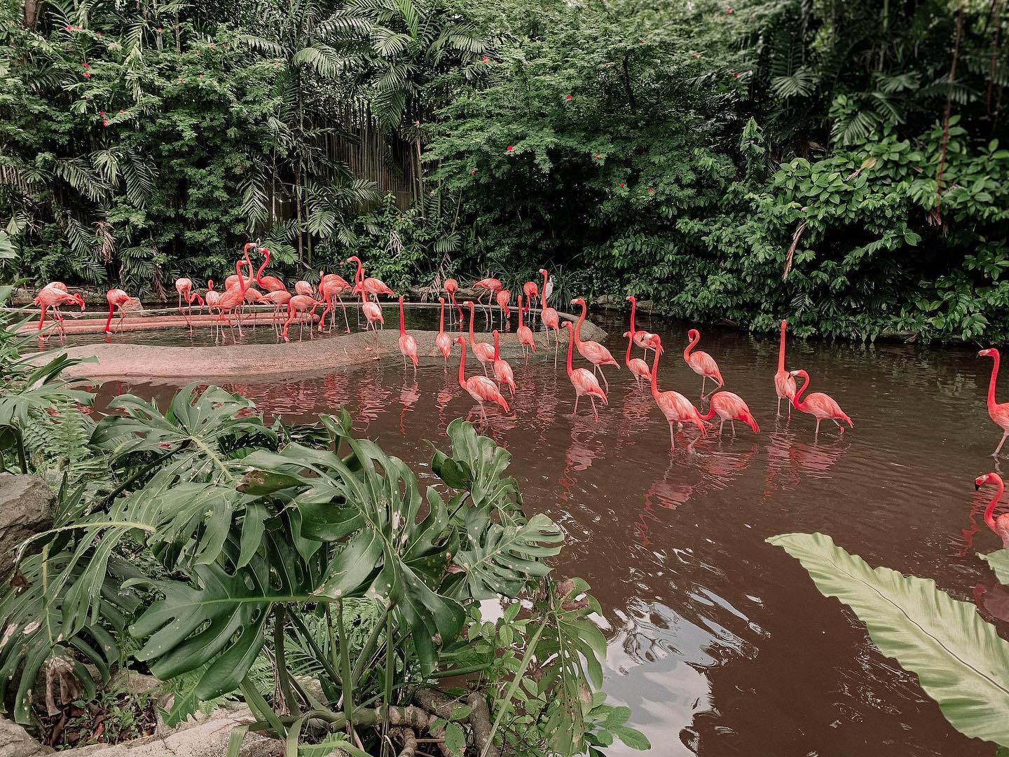 Preserve wetlandsFlock of colorful flamingos in pond by Stacey Koenitz