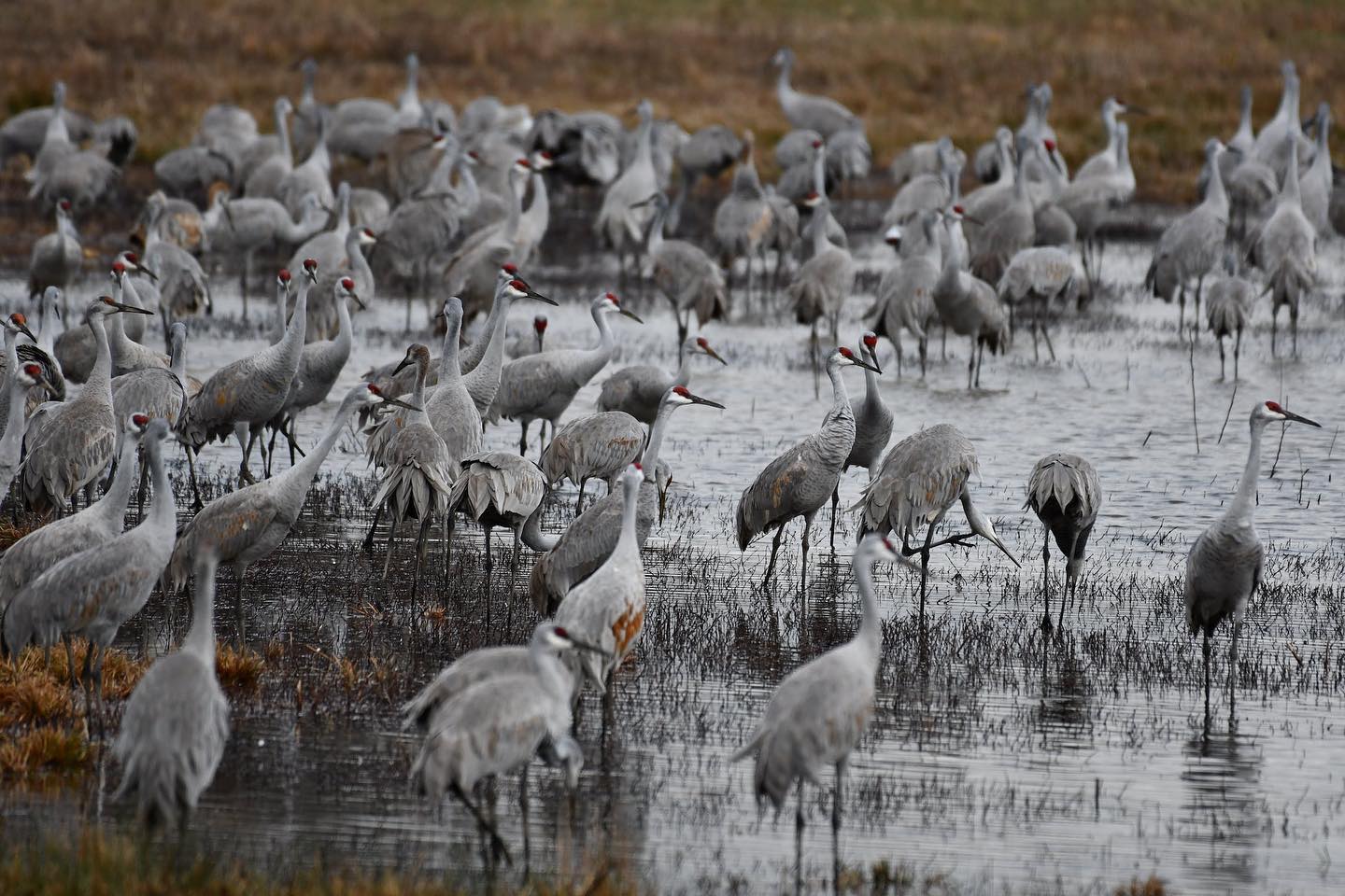 Celebrate and save wetlands.Decatur, AL, United StatesFlock of Cranes in Wetland by Brian Forsyth