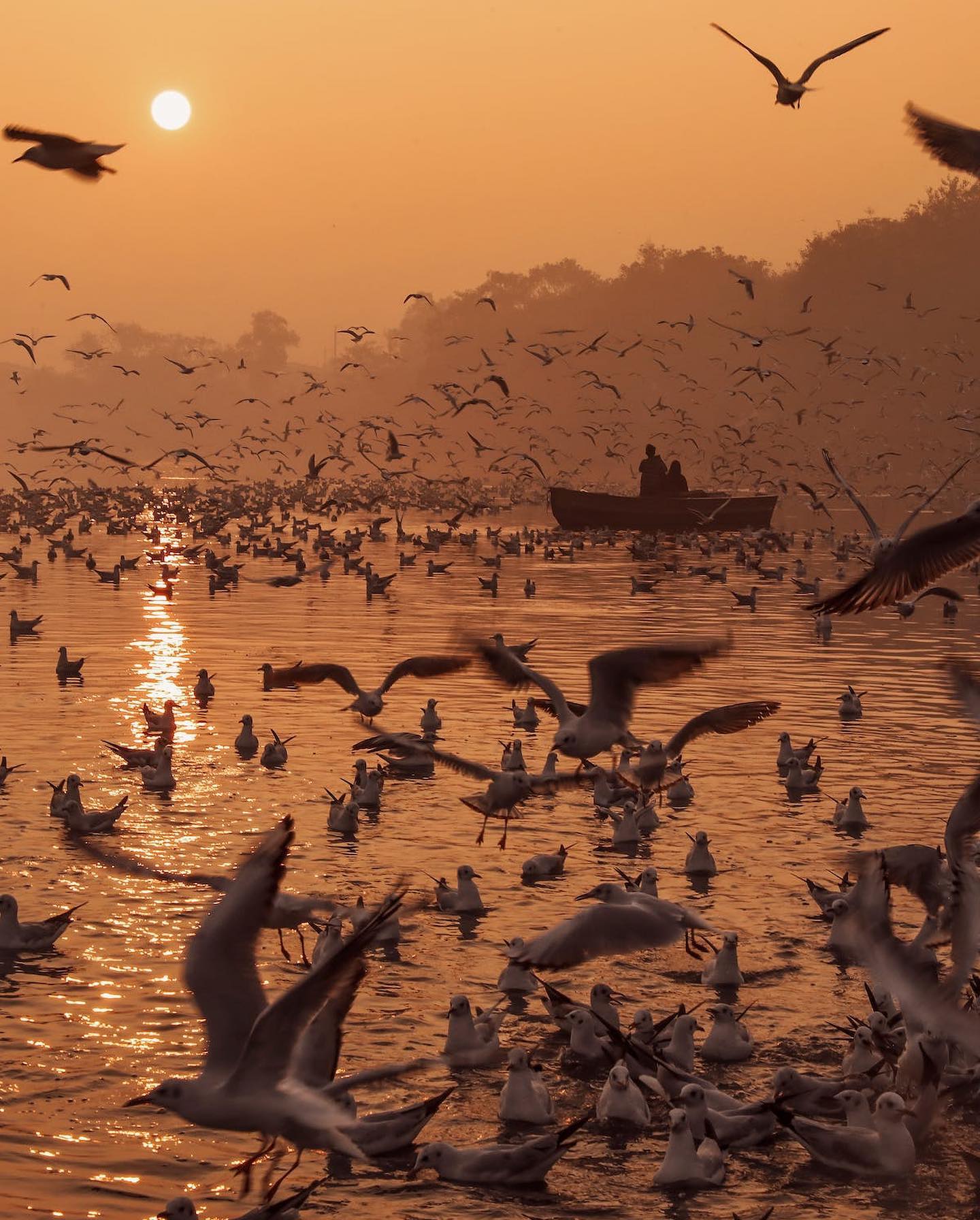 Flock of seagulls flying over rippling water at sunset by Nav Photography