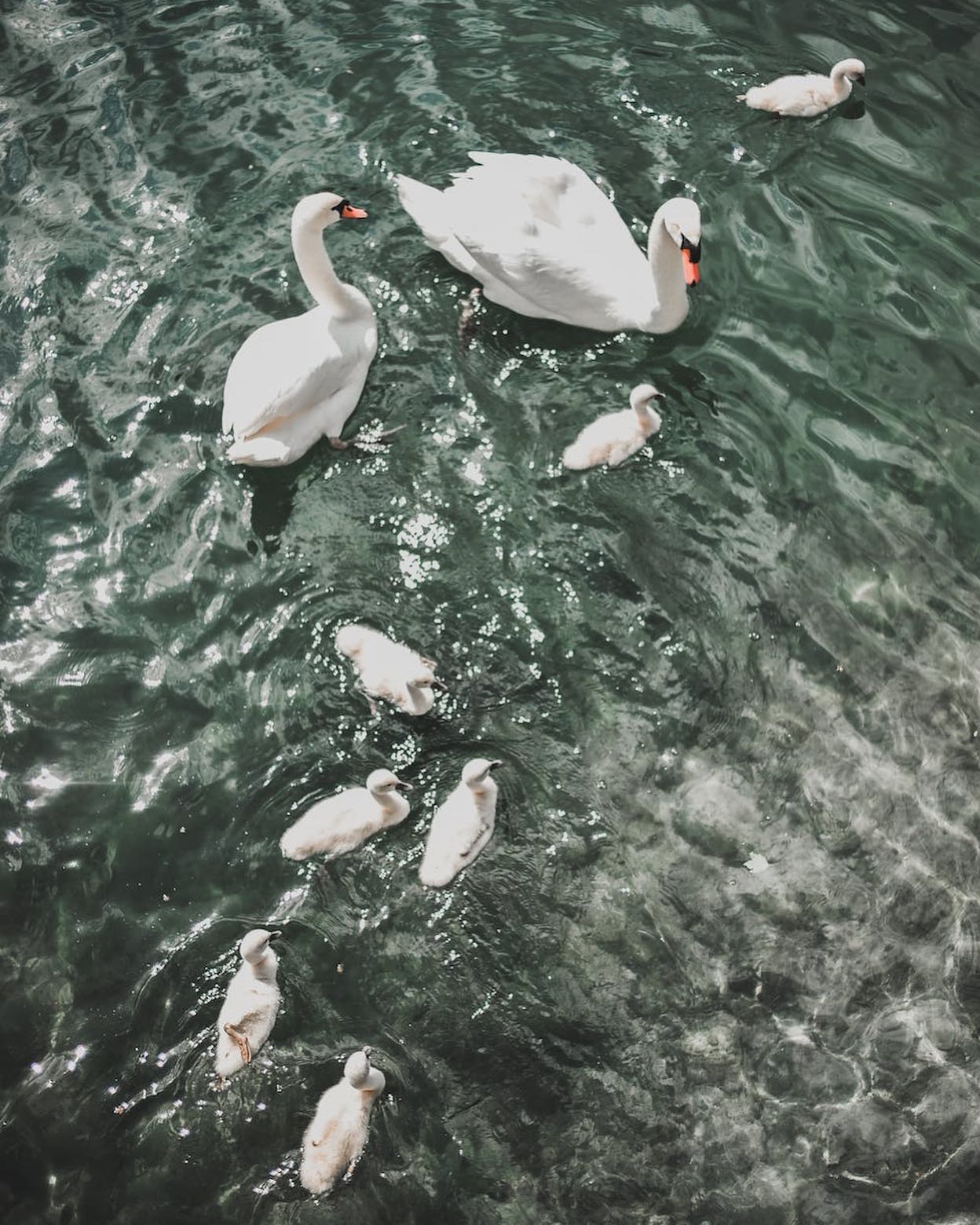 White swans swimming in clean lake by Fede Roveda