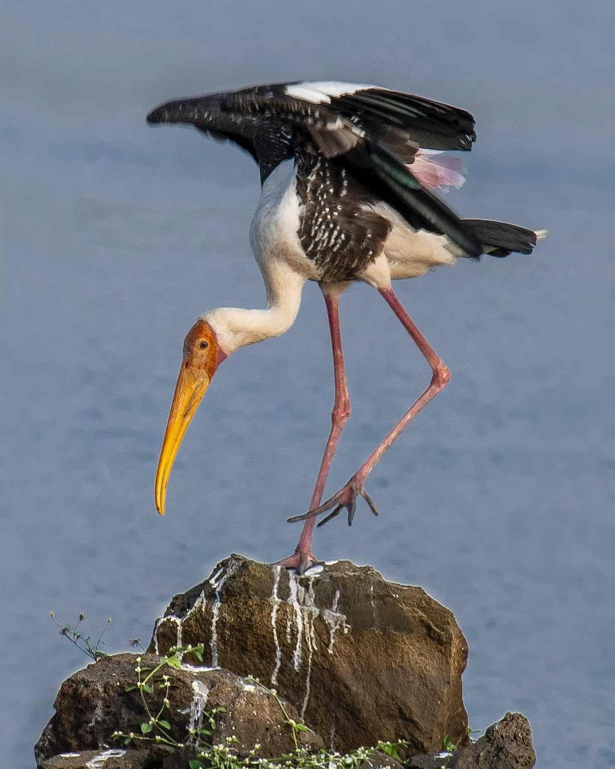 Wild stork standing on stone against sea by Rajukhan Pathan