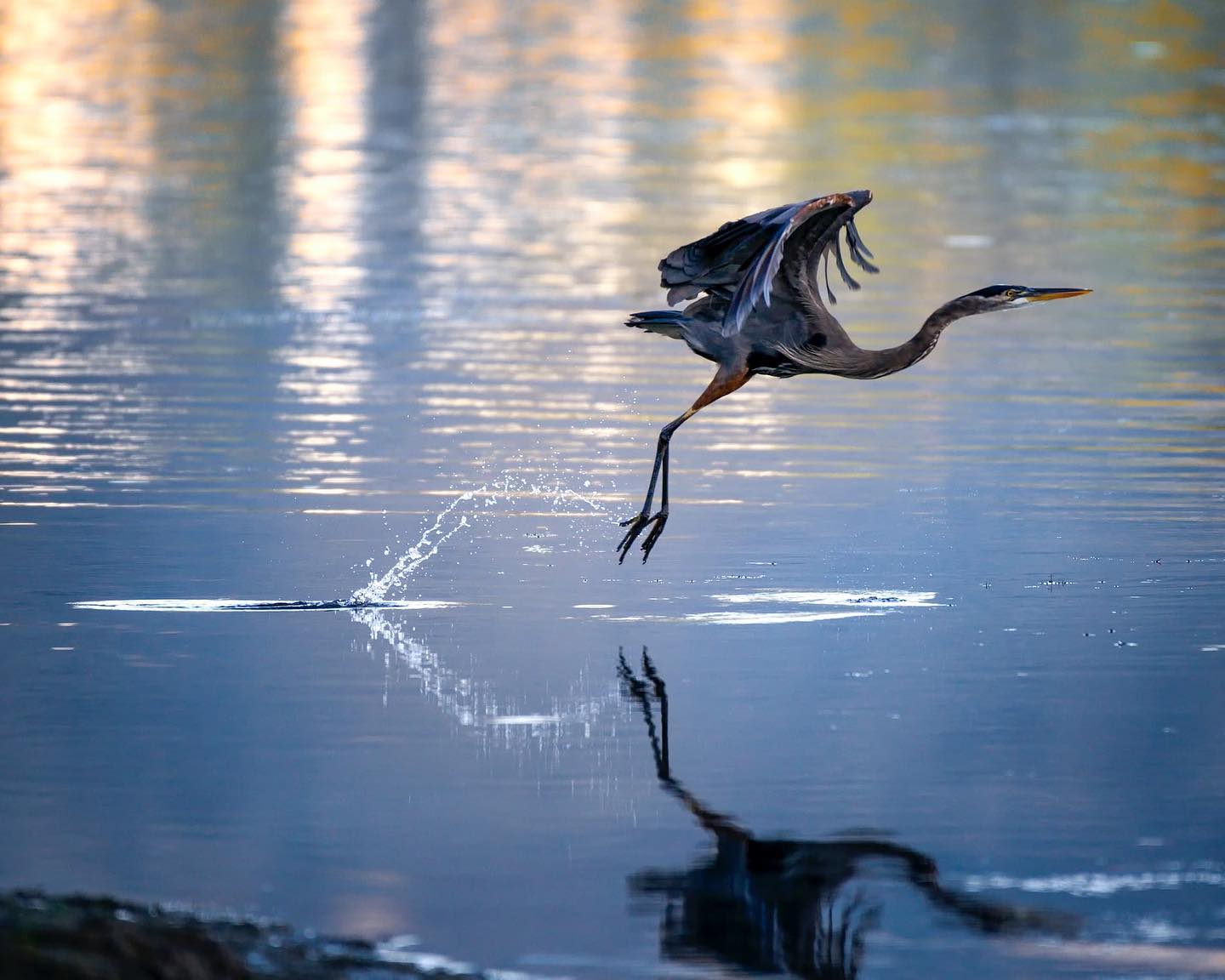 Heron by Frank Cone