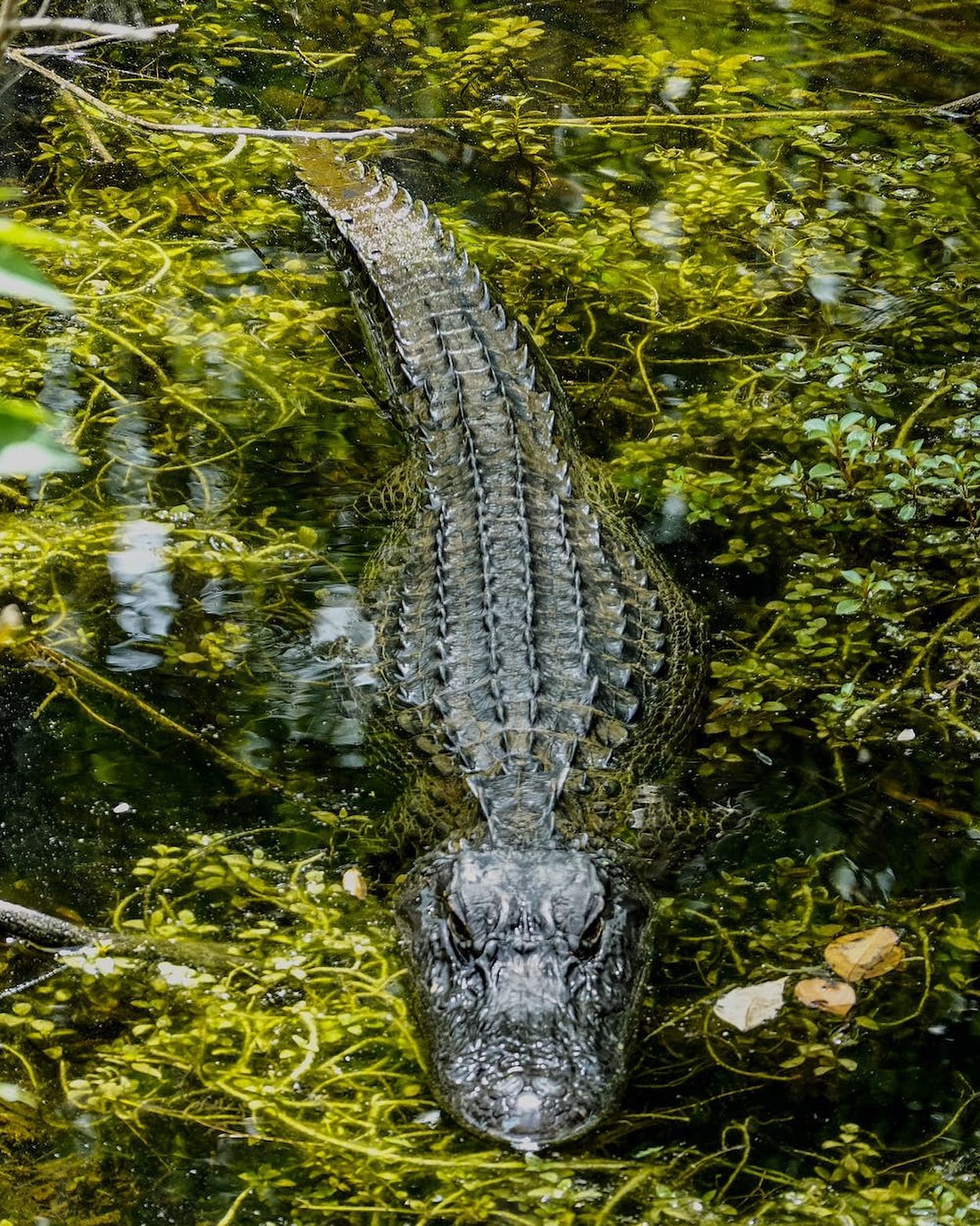 Shallow Focus Photo Of Crocodile On Body Of Water by Henning Roettger