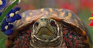 World Turtle Day. https://www.worldturtleday.org