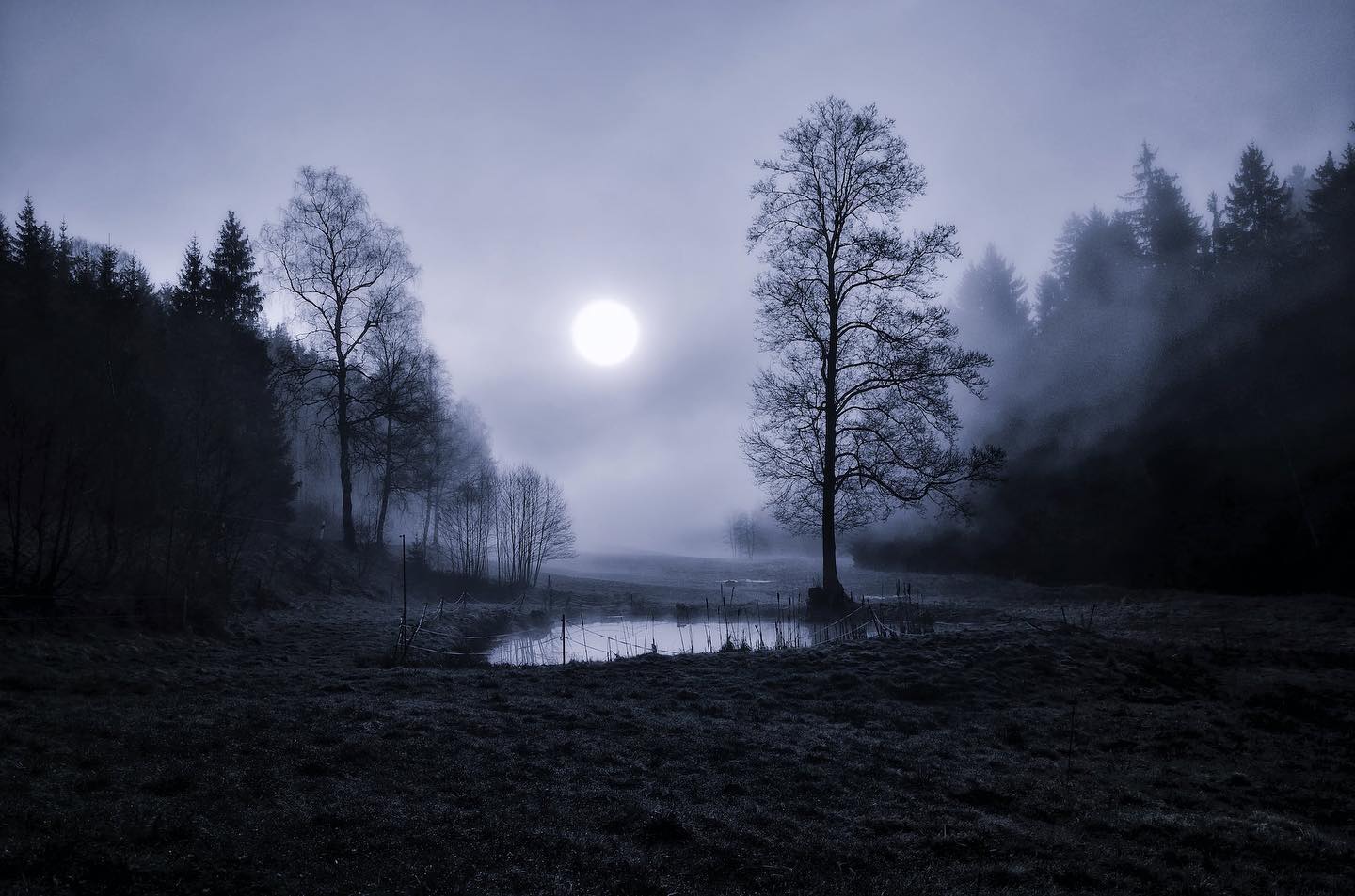 Moon Illuminating a Field Between a Forest at Night by Perry Wunderlich