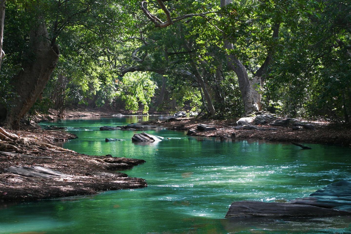 Body of Water Between Green Leaf Trees by Ian Turnell