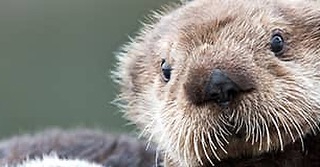 World Otter Day