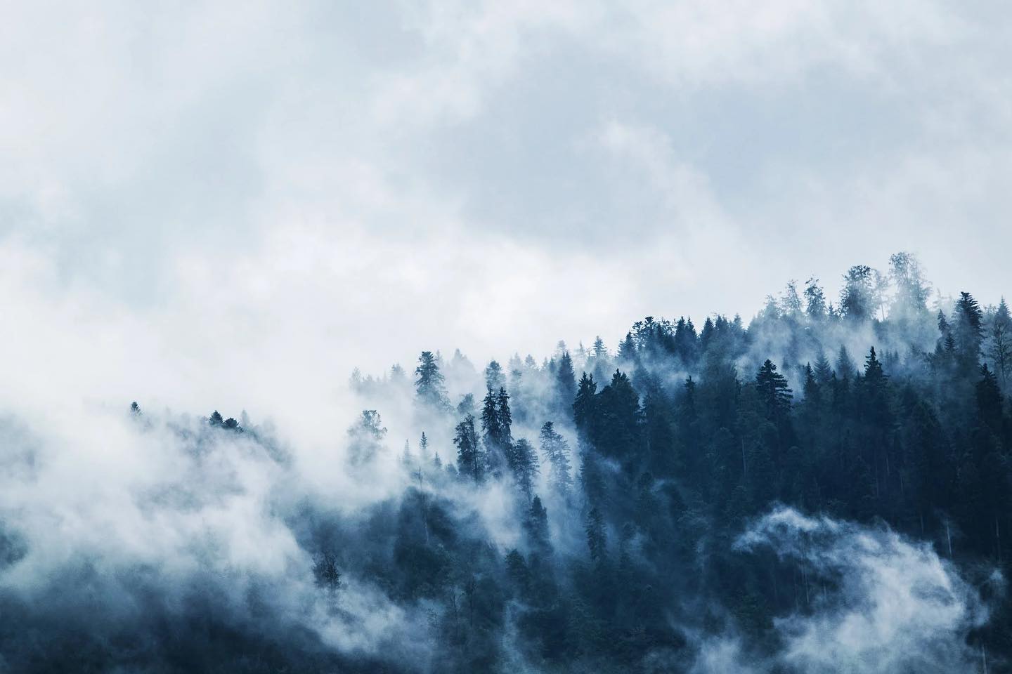 Green Pine Trees Covered With Fogs Under White Sky during Daytime by Lum3n