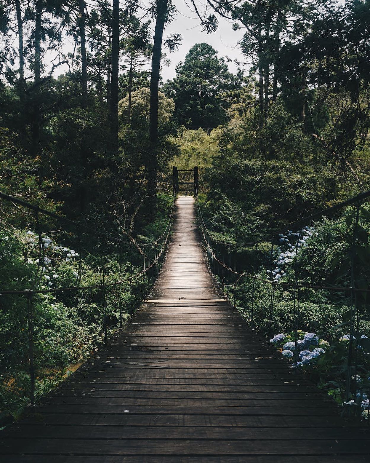 Black Hanging Bridge Surrounded by Green Forest Trees by Kaique Rocha