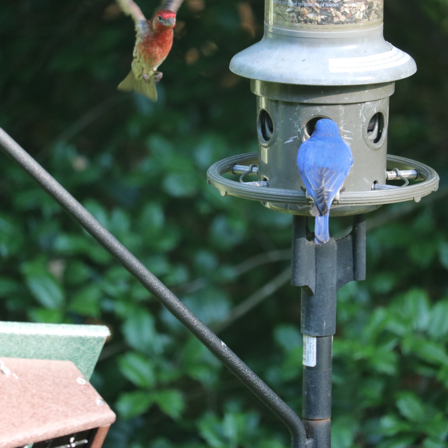 Red and Blue sharing at our bird feeder