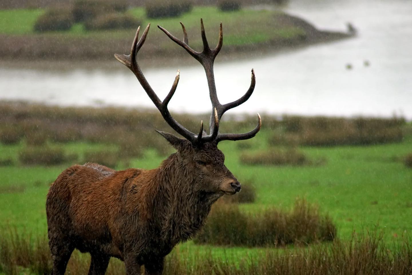 A Caribou on a Grassy Fieldby Patrice schoefolt