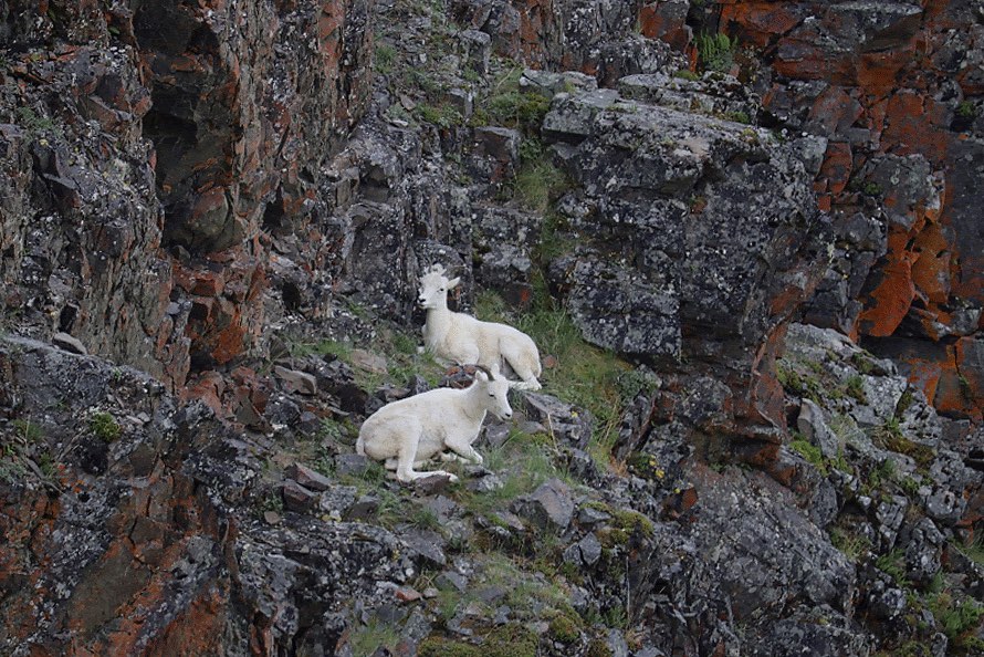 Alaskan mountain goats by David Anthony Sam