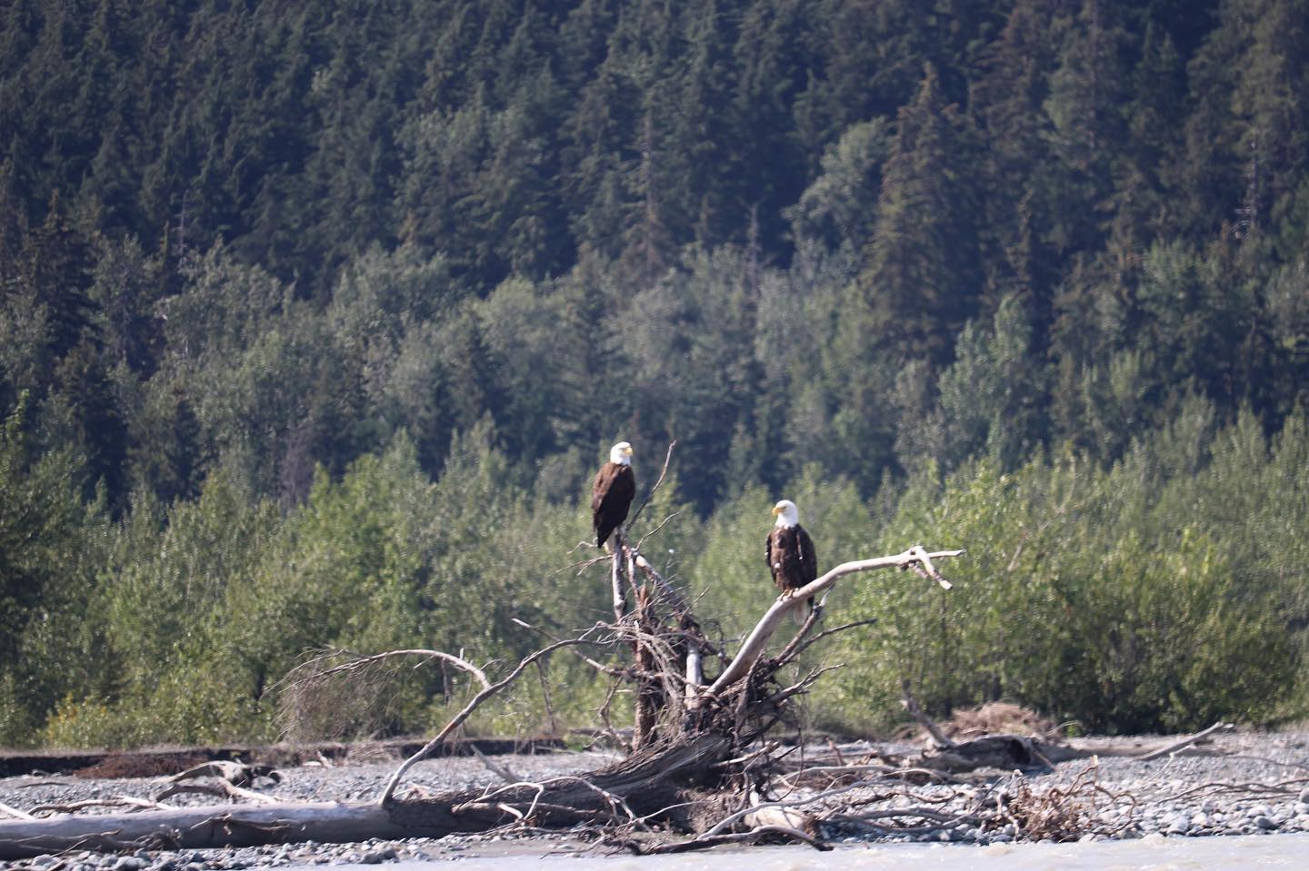 My photo of a pair of the many eagles we saw while boating near Haines, Alaska.