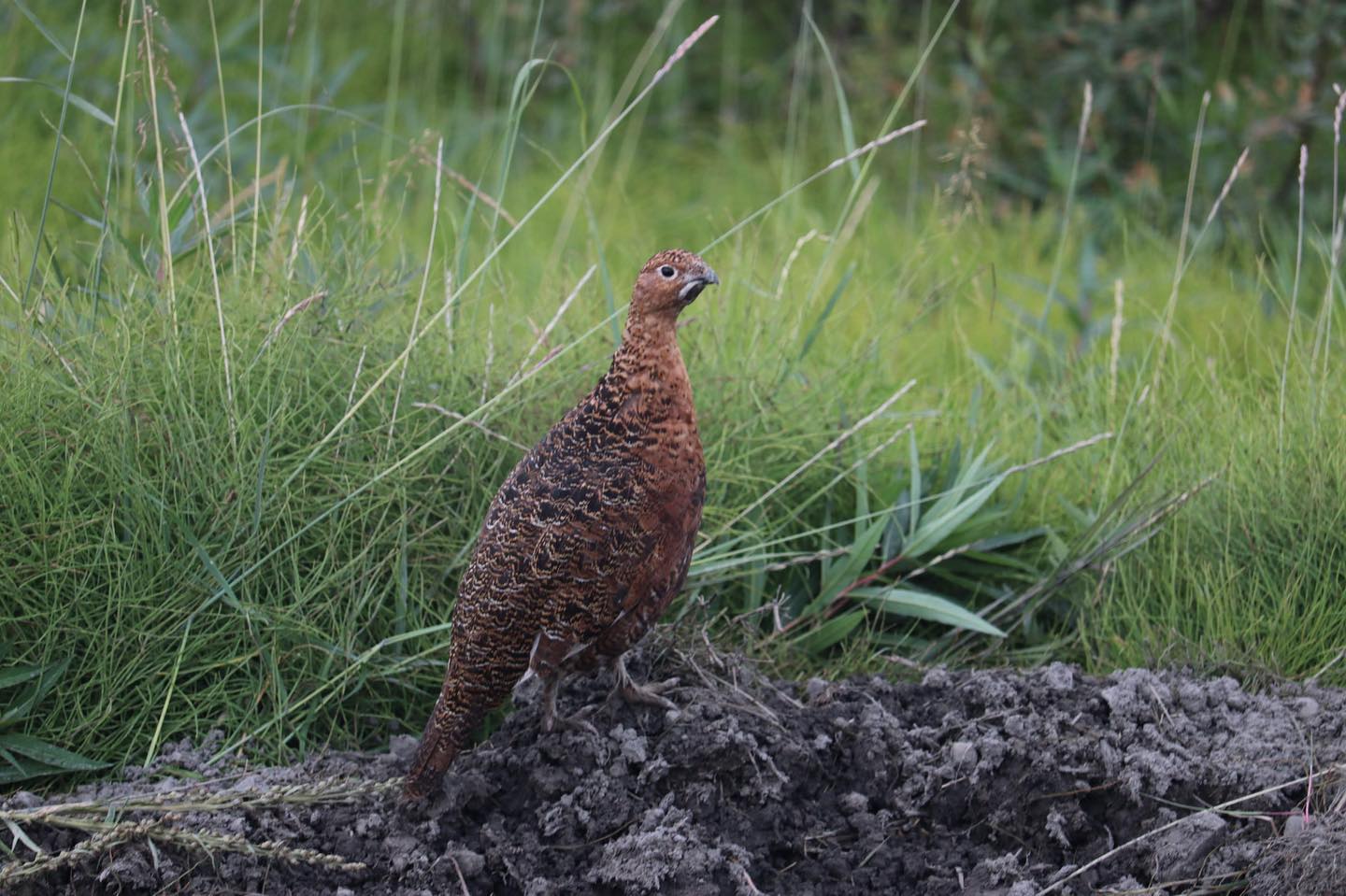 My photo of a ptarmigan in Alaska