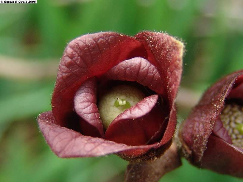 My photo of a pawpaw flower in Eastern Tennessee