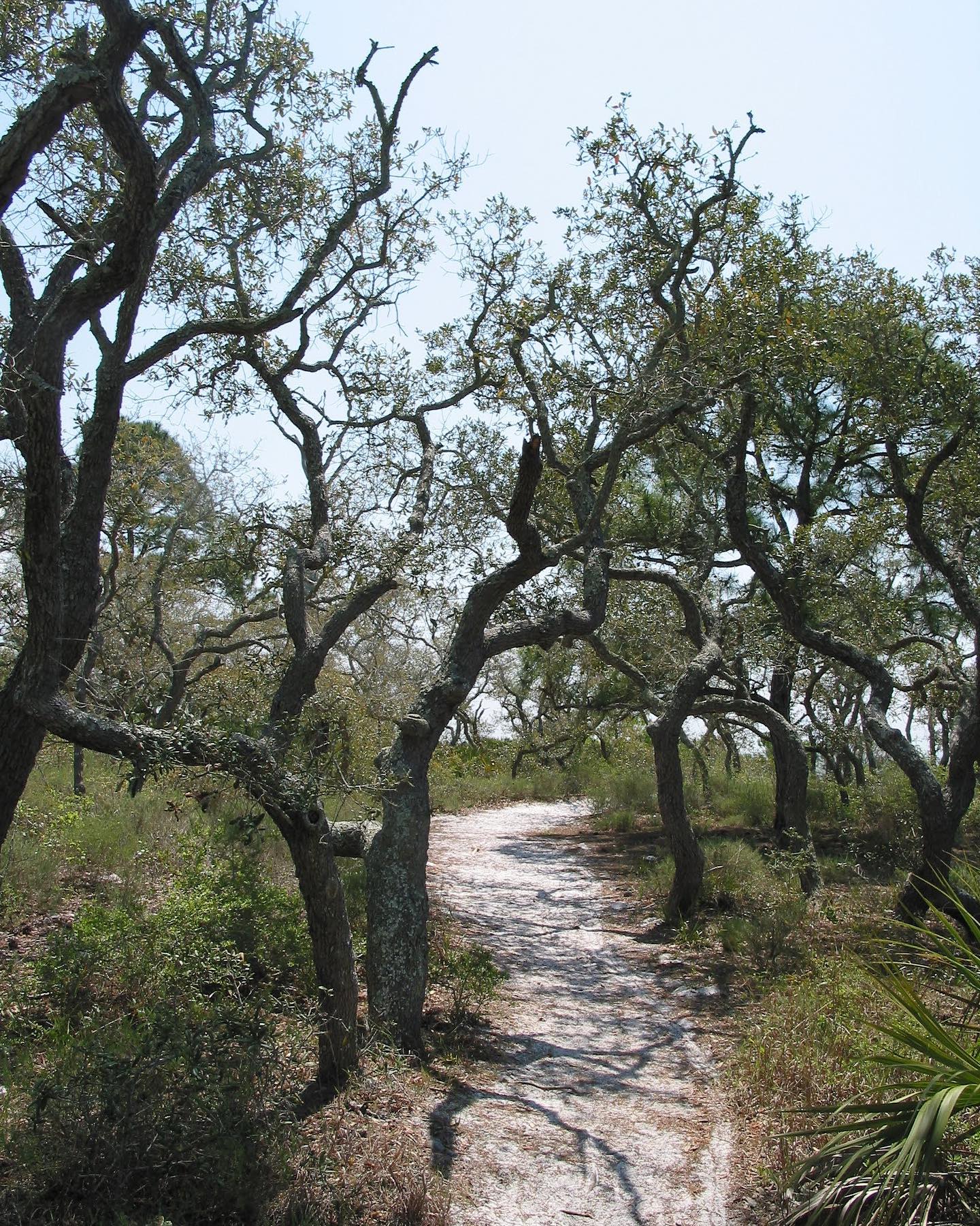 My photo along the Saint Joseph Bay Trail