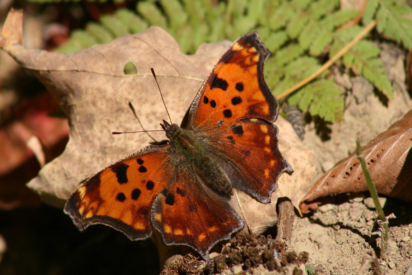 My photo from the Shenandoah National Park