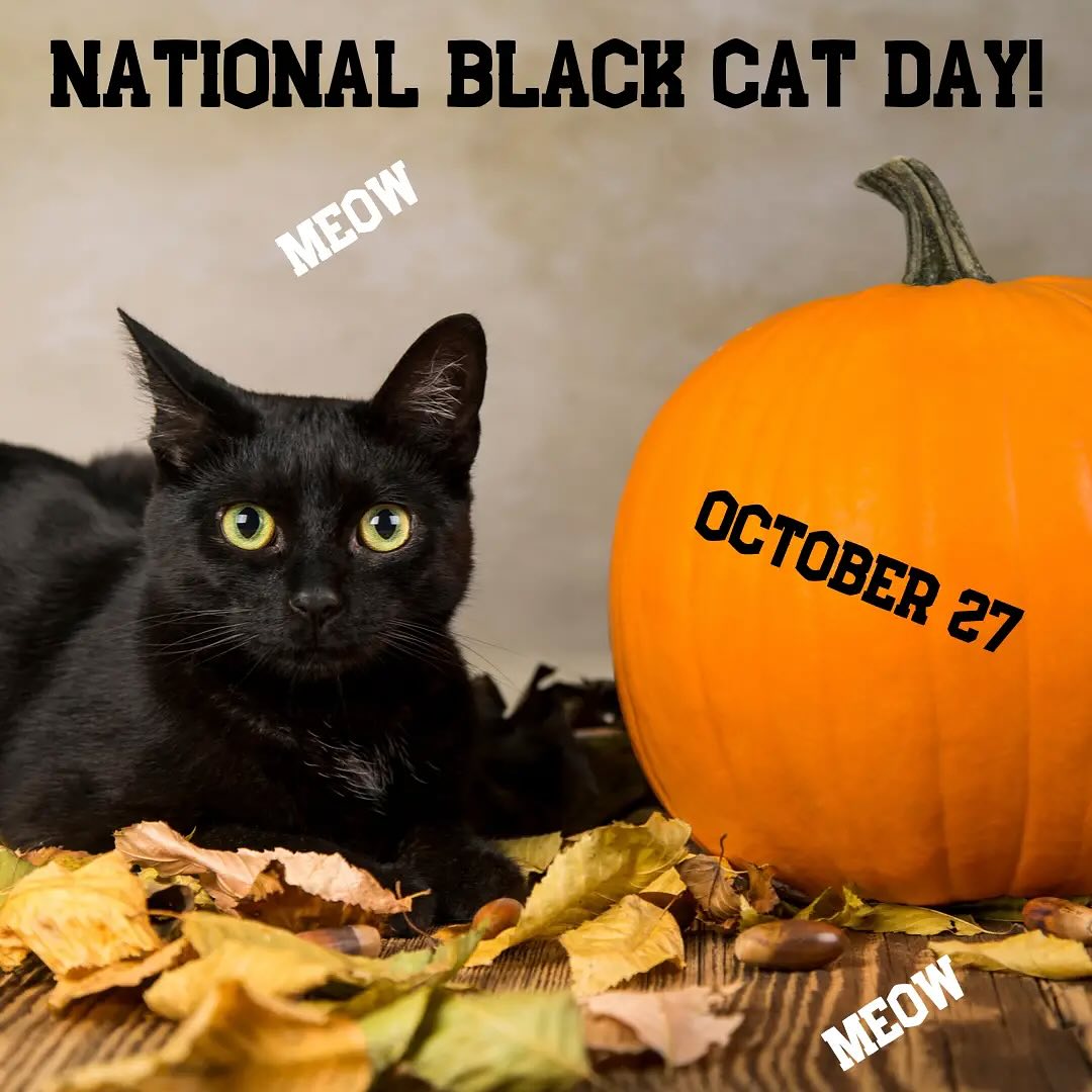 National Black Cat Day - we have a miniature black panther in our house